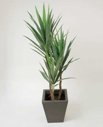 1069-135 Yucca 135cm